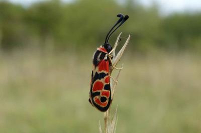<i>Zygaena fausta</i>