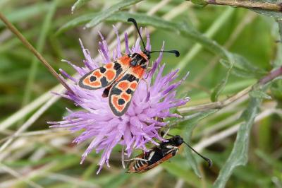 <i>Zygaena fausta</i>