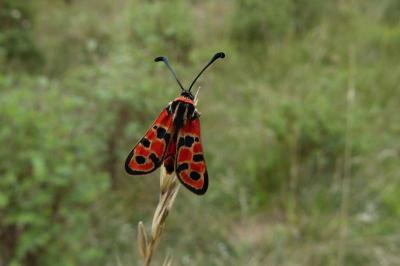 <i>Zygaena fausta</i>