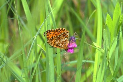 <i>Boloria selene</i>