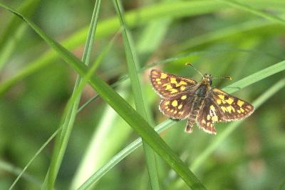 <i>Carterocephalus palaemon</i>