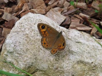 <i>Lasiommata maera</i>