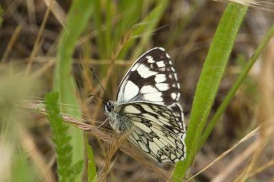 <i>Melanargia galathea</i>