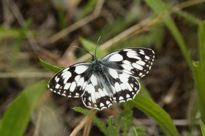 <i>Melanargia galathea</i>