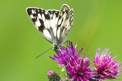 <i>Melanargia galathea</i>