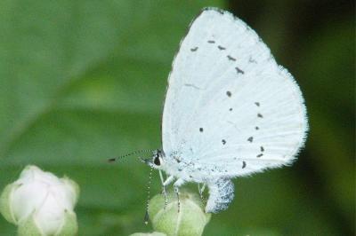 <i>Celastrina argiolus</i>