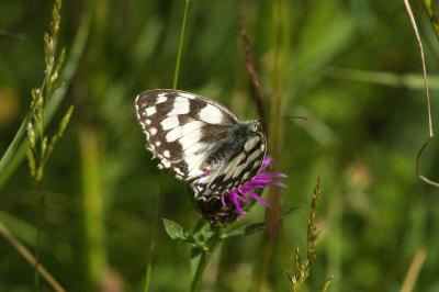 <i>Melanargia galathea</i>