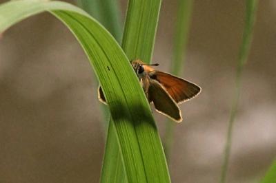 <i>Thymelicus lineola</i>
