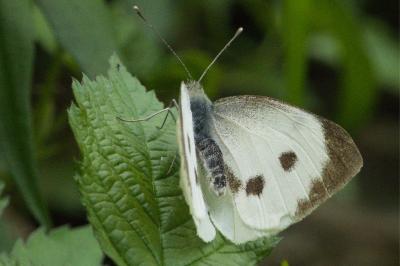 <i>Pieris brassicae</i>