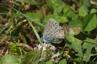 <i>Polyommatus icarus</i>