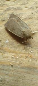 <i>Noctua comes</i>