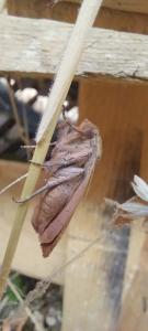 <i>Noctua comes</i>