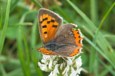 <i>Lycaena phlaeas</i>