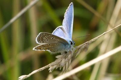 <i>Polyommatus icarus</i>