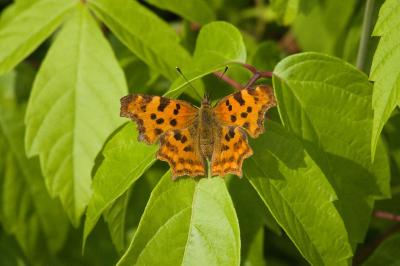 <i>Polygonia c-album</i>