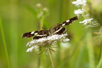 <i>Araschnia levana</i>