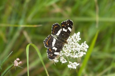 <i>Araschnia levana</i>