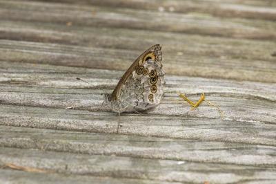 <i>Lasiommata maera</i>