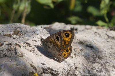 <i>Lasiommata maera</i>