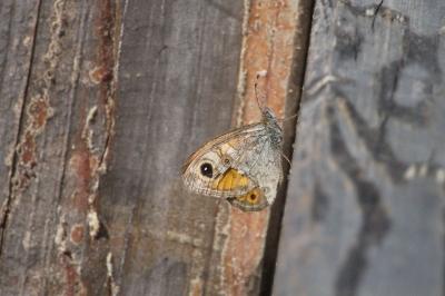 <i>Lasiommata maera</i>