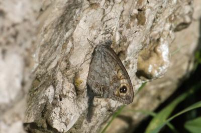 <i>Lasiommata maera</i>