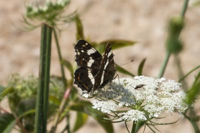<i>Araschnia levana</i>