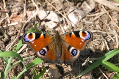 <i>Aglais io</i>