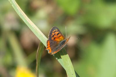 <i>Lycaena phlaeas</i>