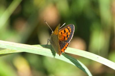 <i>Lycaena phlaeas</i>