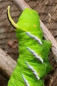 <i>Sphinx ligustri</i>