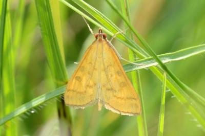 <i>Mecyna flavalis</i>
