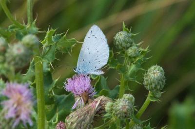 <i>Celastrina argiolus</i>