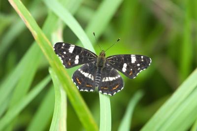 <i>Araschnia levana</i>