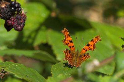 <i>Polygonia c-album</i>