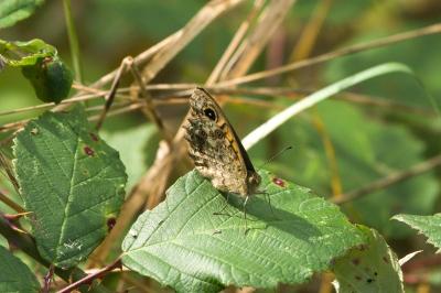 <i>Lasiommata megera</i>