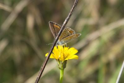 <i>Polyommatus icarus</i>