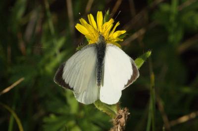 <i>Pieris brassicae</i>