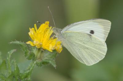 <i>Pieris brassicae</i>