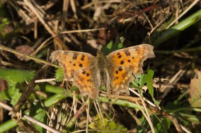 <i>Polygonia c-album</i>