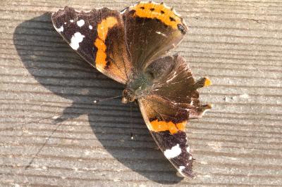 <i>Vanessa atalanta</i>