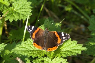 <i>Vanessa atalanta</i>