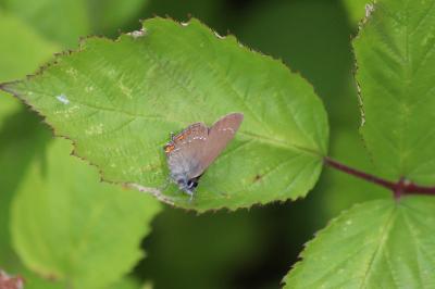 <i>Satyrium ilicis</i>