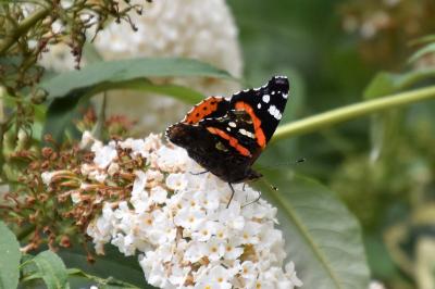 <i>Vanessa atalanta</i>
