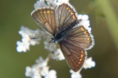 <i>Aricia agestis</i>