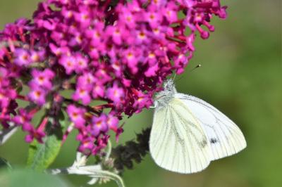 <i>Pieris napi</i>
