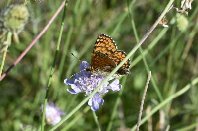 <i>Melitaea cinxia</i>