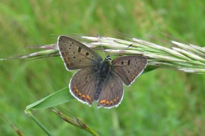 <i>Lycaena tityrus</i>