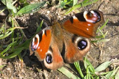 <i>Aglais io</i>