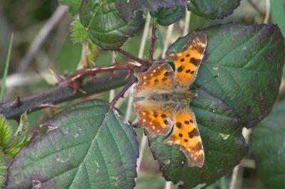 <i>Polygonia c-album</i>