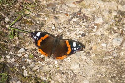 <i>Vanessa atalanta</i>